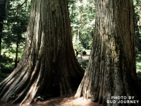 Ross Creek Cedars west of Libby MT photo by Bud Journey