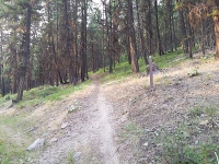 Sheldon Mountain Trail in Libby MT