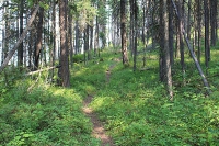 Timber Mountain Trail outside of Libby MT