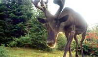 Caribou Campground