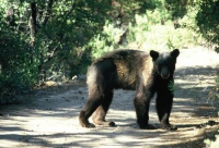 McGillivray Campground